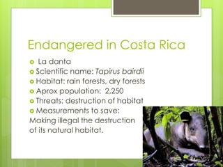 Endangered in Costa Rica 
 La danta 
 Scientific name: Tapirus bairdii 
 Habitat: rain forests, dry forests 
 Aprox population: 2,250 
 Threats: destruction of habitat 
 Measurements to save: 
Making illegal the destruction 
of its natural habitat. 
 
