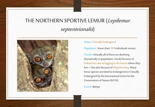 THENORTHERN SPORTIVE LEMUR(Lepilemur
septentrionalis)
Status : Critically Endangered
Population : fewer than 100individuals remain.
Trends : Virtuallyall of them aredeclining
dramatically in population, mostly because of
habitat loss due to logging in the forests wherethey
live—but also because of illegal hunting.Many
lemurspecies are listed as Endangered or Critically
Endangeredbythe InternationalUnionfor the
Conservation of Nature(IUCN).
Found : Kenya
 