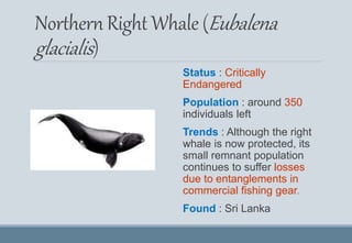 NorthernRight Whale (Eubalena
glacialis)
Status : Critically
Endangered
Population : around 350
individuals left
Trends : Although the right
whale is now protected, its
small remnant population
continues to suffer losses
due to entanglements in
commercial fishing gear.
Found : Sri Lanka
 