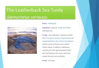 The Leatherback Sea Turtle
(Demochelys coriacea)
Status : Endangered
Population : Between34,000 and 36,000
individuals left.
Trends : The leatherback’sproblems include
theft of its eggs by humans, illegalhunting and
nesting-habitatloss due to beach development,
and the erosion of beaches due to global
climatechange. In addition, leatherbacks
sometimesdie after ingesting plasticdebris
they find floatingin the ocean, which they
mistake for food such as jellyfish.
Found : Sri Lanka
 