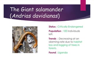 The Giant salamander
(Andrias davidianas)
Status : Critically Endangered
Population : 100 individuals
left.
Trends : Decreasing at an
alarming rate due to habitat
loss and logging of trees in
forests.
Found : Uganda
 