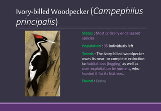 Ivory-billedWoodpecker(Campephilus
principalis)
Status : Most critically endangered
species
Population : 35 individuals left.
Trends : The ivory-billed woodpecker
owes its near- or complete extinction
to habitat loss (logging) as well as
over-exploitation by humans, who
hunted it for its feathers.
Found : Kenya
 