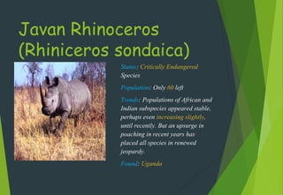 Javan Rhinoceros
(Rhiniceros sondaica)
Status: Critically Endangered
Species
Population: Only 60 left
Trends: Populations of African and
Indian subspecies appeared stable,
perhaps even increasing slightly,
until recently. But an upsurge in
poaching in recent years has
placed all species in renewed
jeopardy.
Found: Uganda
 