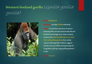 Western lowland gorilla (Gorilla gorilla
gorilla)
Status:Endangered
Population:Possibly100,000individuals
Trends:CentralAfrica,thehomeofwestern
lowlandgorillas,hasbeendramaticallyaffected
byEbolahaemorrhagicfever.Somescientists
estimatethatEbolahaskilledaboutone-third
ofthewildgorillapopulationhere,mainly
westernlowlandgorillas.Evidencesuggests
thatthevirusmaystillbemovingthroughthe
CongoBasin,placingalargegorillapopulation
atrisk.
Found:Uganda
 