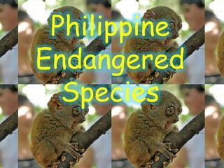 Philippine
Endangered
Species
 