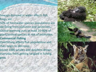 Sewage dumped in water affects fish,
frogs, etc.
50% of freshwater species populations are
declining from pollution and pesticides.
Global warming puts at least 20-40% of
plant/animal species at risk of extinction.
Commercial Fishing
Overfishing affects fish populations and
they begin to decrease.
About 1000 whales and dolphins drown
everyday from getting tangled in fishing
gear.
 