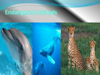 Endangered Animals
 