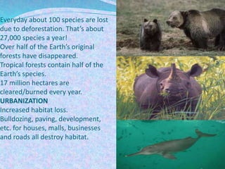 Everyday about 100 species are lost
due to deforestation. That’s about
27,000 species a year!
Over half of the Earth’s original
forests have disappeared.
Tropical forests contain half of the
Earth’s species.
17 million hectares are
cleared/burned every year.
URBANIZATION
Increased habitat loss.
Bulldozing, paving, development,
etc. for houses, malls, businesses
and roads all destroy habitat.
 