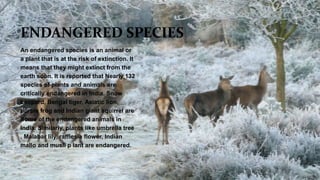 ENDANGERED SPECIES
An endangered species is an animal or
a plant that is at the risk of extinction. It
means that they might extinct from the
earth soon. It is reported that Nearly 132
species of plants and animals are
critically endangered in India. Snow
Leopard, Bengal tiger, Asiatic lion,
purple frog and Indian giant squirrel are
Some of the endangered animals in
India. Similarly, plants like umbrella tree
, Malabar lily, rafflesia flower, Indian
mallo and musli p lant are endangered.
 
