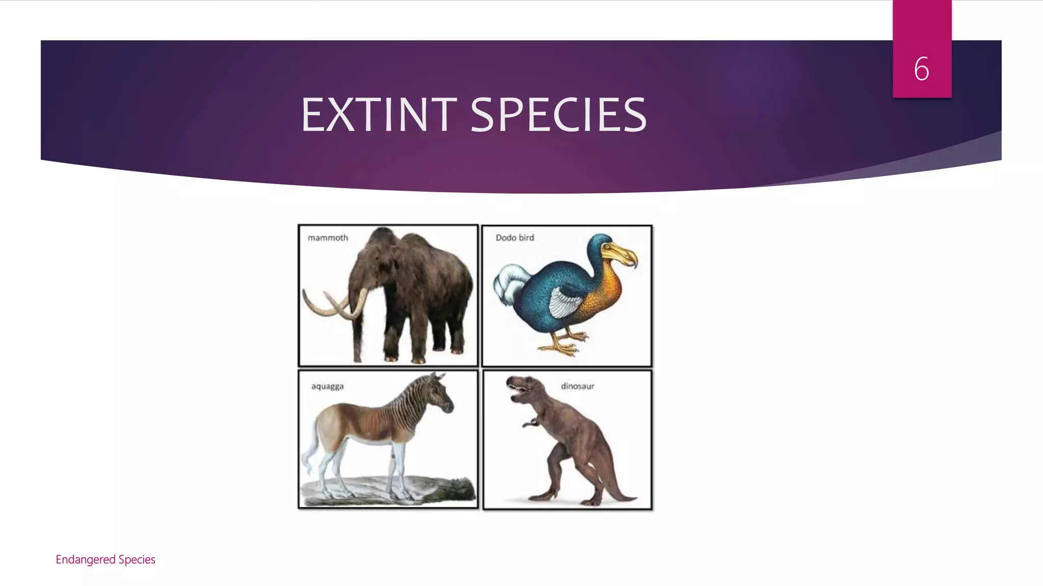 Endangered Species | PPTX