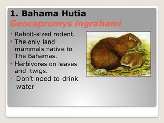 Endangered Species PowerPoint Presentation | PPTX