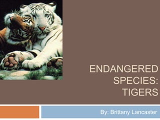 ENDANGERED
   SPECIES:
     TIGERS
 By: Brittany Lancaster
 