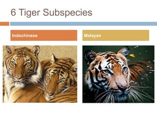 6 Tiger Subspecies

Indochinese     Malayan
 