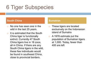 6 Tiger Subspecies

South China                           Sumatran

   No one has seen one in the           These tigers...