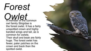 Endangered Species-Earth Day.pptx