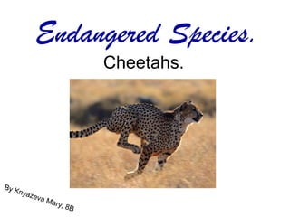 Endangered Species.
                            Cheetahs.




By K
    nyaz
         eva
               Mar
                  y,   8B
 