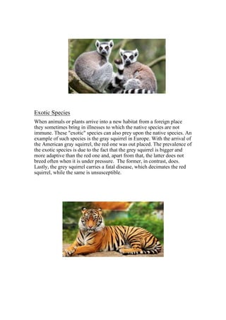 Exotic Species
When animals or plants arrive into a new habitat from a foreign place
they sometimes bring in illnesses to which the native species are not
immune. These "exotic" species can also prey upon the native species. An
example of such species is the gray squirrel in Europe. With the arrival of
the American gray squirrel, the red one was out placed. The prevalence of
the exotic species is due to the fact that the grey squirrel is bigger and
more adaptive than the red one and, apart from that, the latter does not
breed often when it is under pressure. The former, in contrast, does.
Lastly, the grey squirrel carries a fatal disease, which decimates the red
squirrel, while the same is unsusceptible.
 