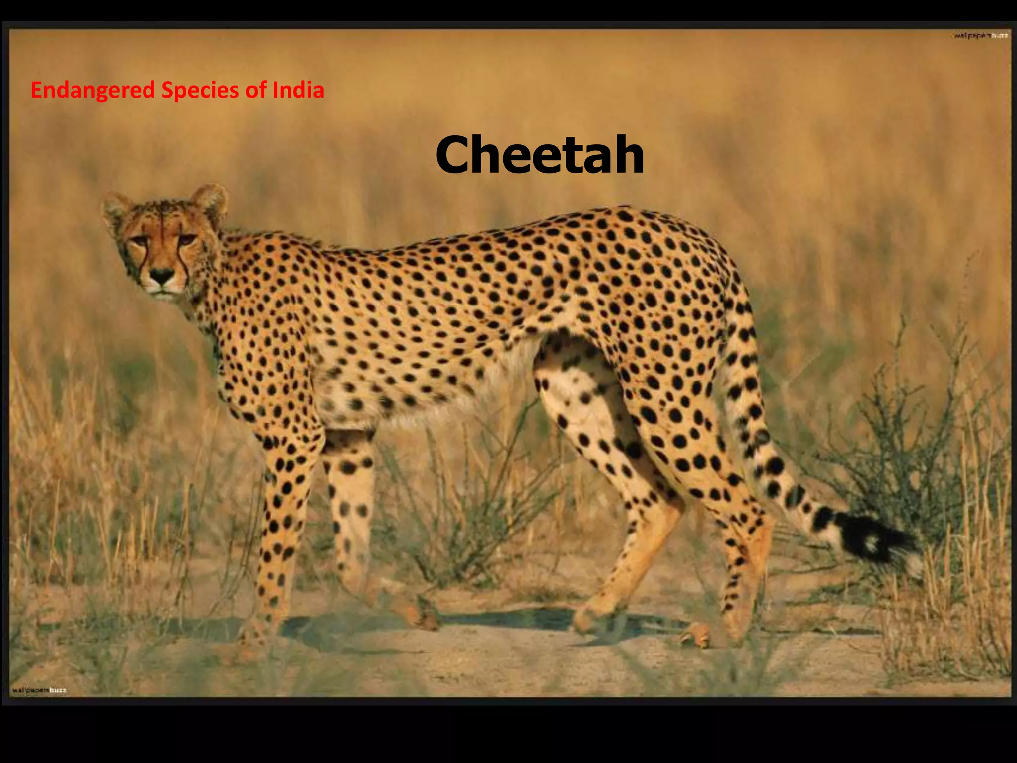 Endangeredspeciesofindia | PPT