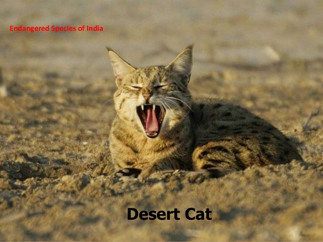 Popular Cat Breeds In India Popular Cat Breeds In India