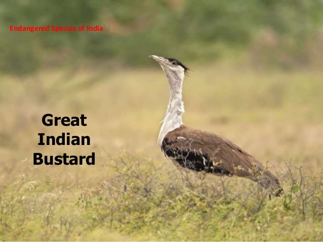 ENDANGERED BIRDS IN INDIA DOWNLOAD ENDANGERED BIRDS IN INDIA DOWNLOAD