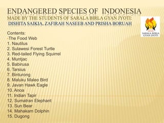 ENDANGERED SPECIES OF INDONESIA
MADE BY THE STUDENTS OF SARALA BIRLA GYAN JYOTI:
DISHITA SAIKIA, ZAFIRAH NASEEB AND PRISHA BORUAH
Contents:
The Food Web
1. Nautilus
2. Sulawesi Forest Turtle
3. Red-tailed Flying Squirrel
4. Muntjac
5. Babirusa
6. Tarsius
7. Binturong
8. Maluku Maleo Bird
9. Javan Hawk Eagle
10. Anoa
11. Indian Tapir
12. Sumatran Elephant
13. Sun Bear
14. Mahakam Dolphin
15. Dugong
 