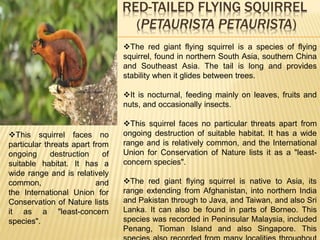 Borneo's 'carnivorous' squirrel actually mainly eats one kind of