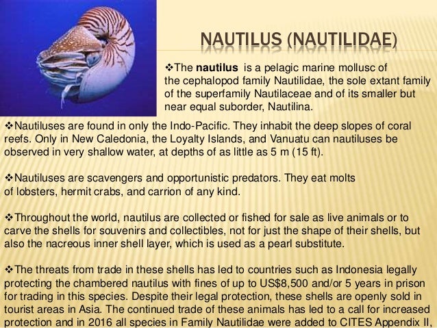 Endangered Species Of Indonesia