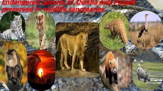 Endangered Species of Odisha and Punjab
preserved in wildlife sanctuaries.
 