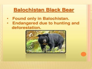 Endangered species of pakistan A Lecture By Mr Allah Dad Khan Visiting ...