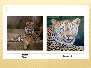 Endangered species of pakistan A Lecture By Mr Allah Dad Khan Visiting ...