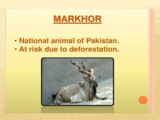 Endangered species of pakistan A Lecture By Mr Allah Dad Khan Visiting ...