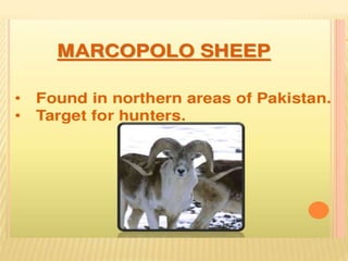 Endangered species of pakistan A Lecture By Mr Allah Dad Khan Visiting ...
