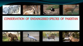 Endangered species of pakistan | PPTX