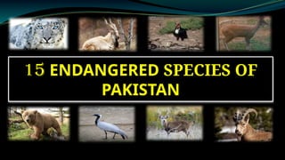Endangered species of Pakistan (3).pptx