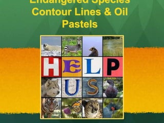 Endangered Species
Contour Lines & Oil
Pastels

 