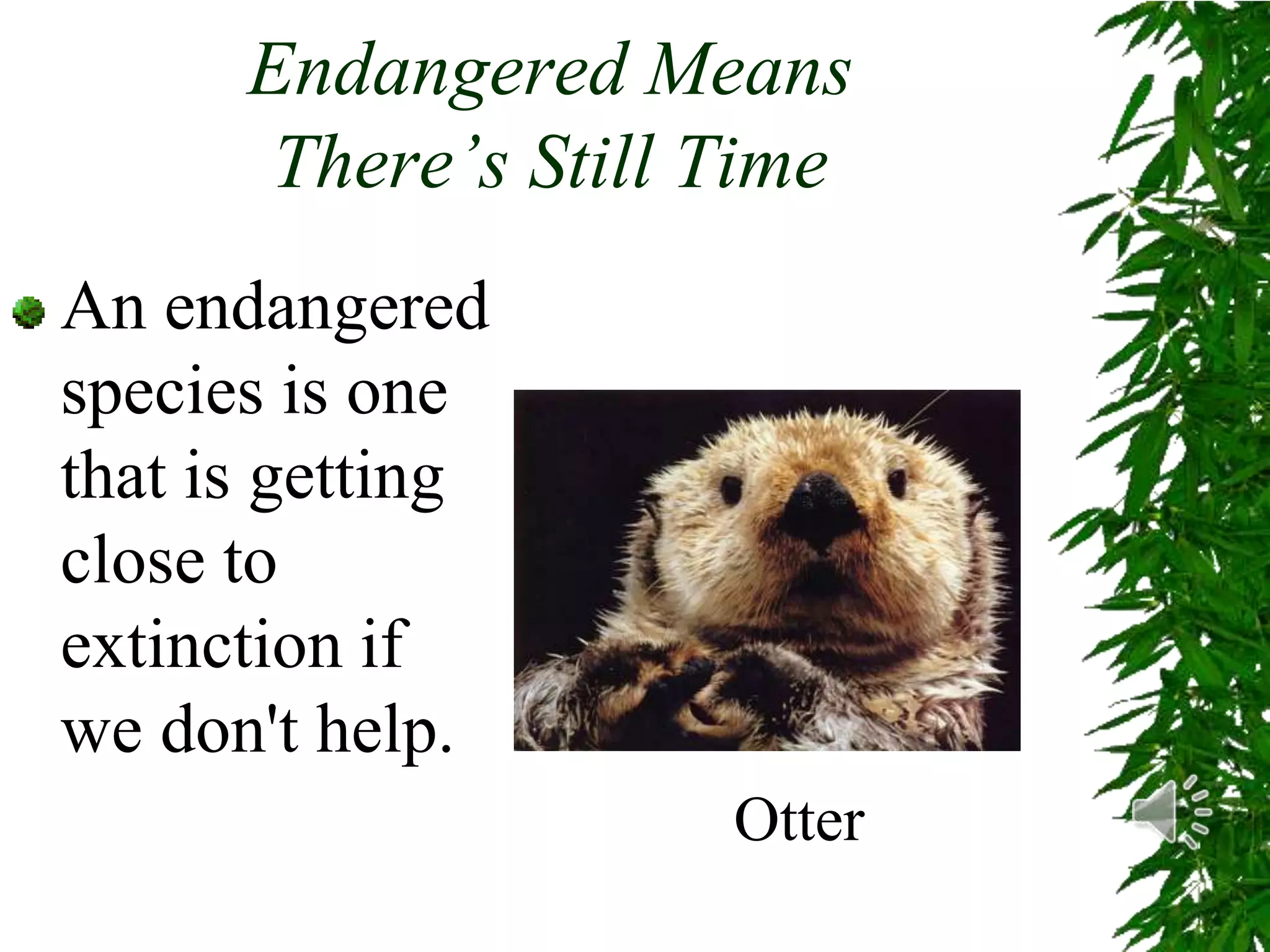 Endangered species powerpoint | PPTX