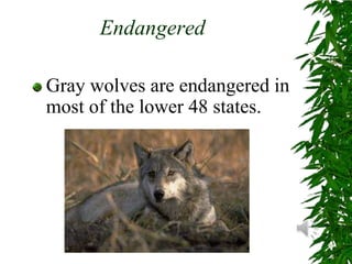 EndangeredGray wolves are endangered in most of the lower 48 states. 