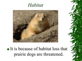 HabitatIt is because of habitat loss that prairie dogs are threatened.