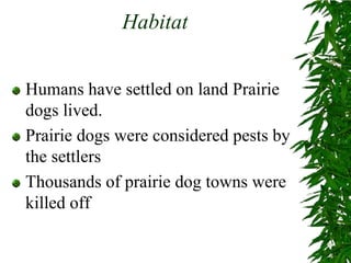 HabitatHumans have settled on land Prairie dogs lived.Prairie dogs were considered pests by the settlersThousands of prairie dog towns were killed off