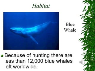 HabitatBlue WhaleBecause of hunting there are less than 12,000 blue whales left worldwide.