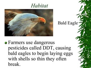 HabitatBald EagleFarmers use dangerous pesticides called DDT, causing bald eagles to begin laying eggs with shells so thin they often break.