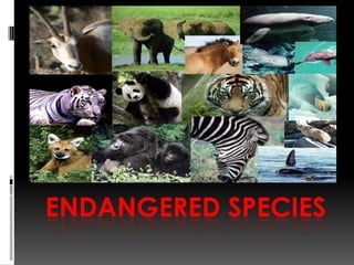 Endangered Species  