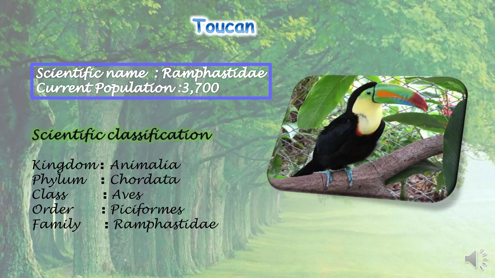 Endangered Species : Power Point Presentation | PPTX