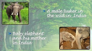 Endangered Species : Power Point Presentation | PPTX