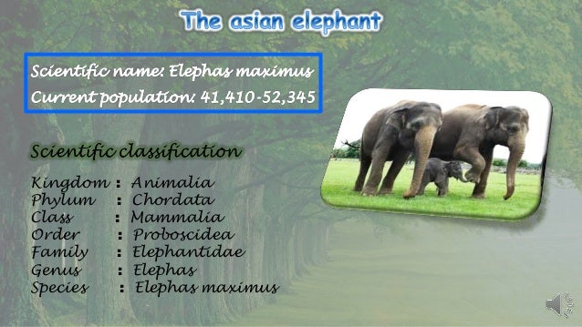 Αποτέλεσμα εικόνας για taxonomy of  asiant elefant
