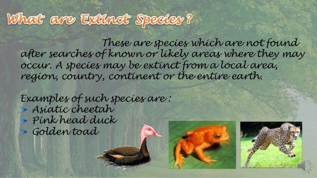 oral presentation on endangered animals