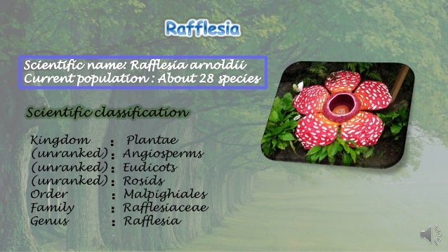 Αποτέλεσμα εικόνας για taxonomy of plamt roflesia