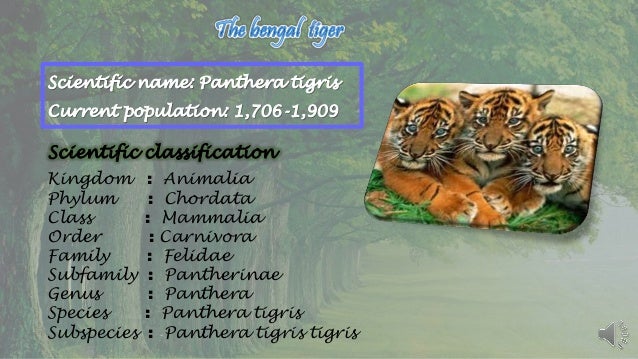 Download Ppt On Endangered Species Tiger Download Ppt On Endangered Species Tiger