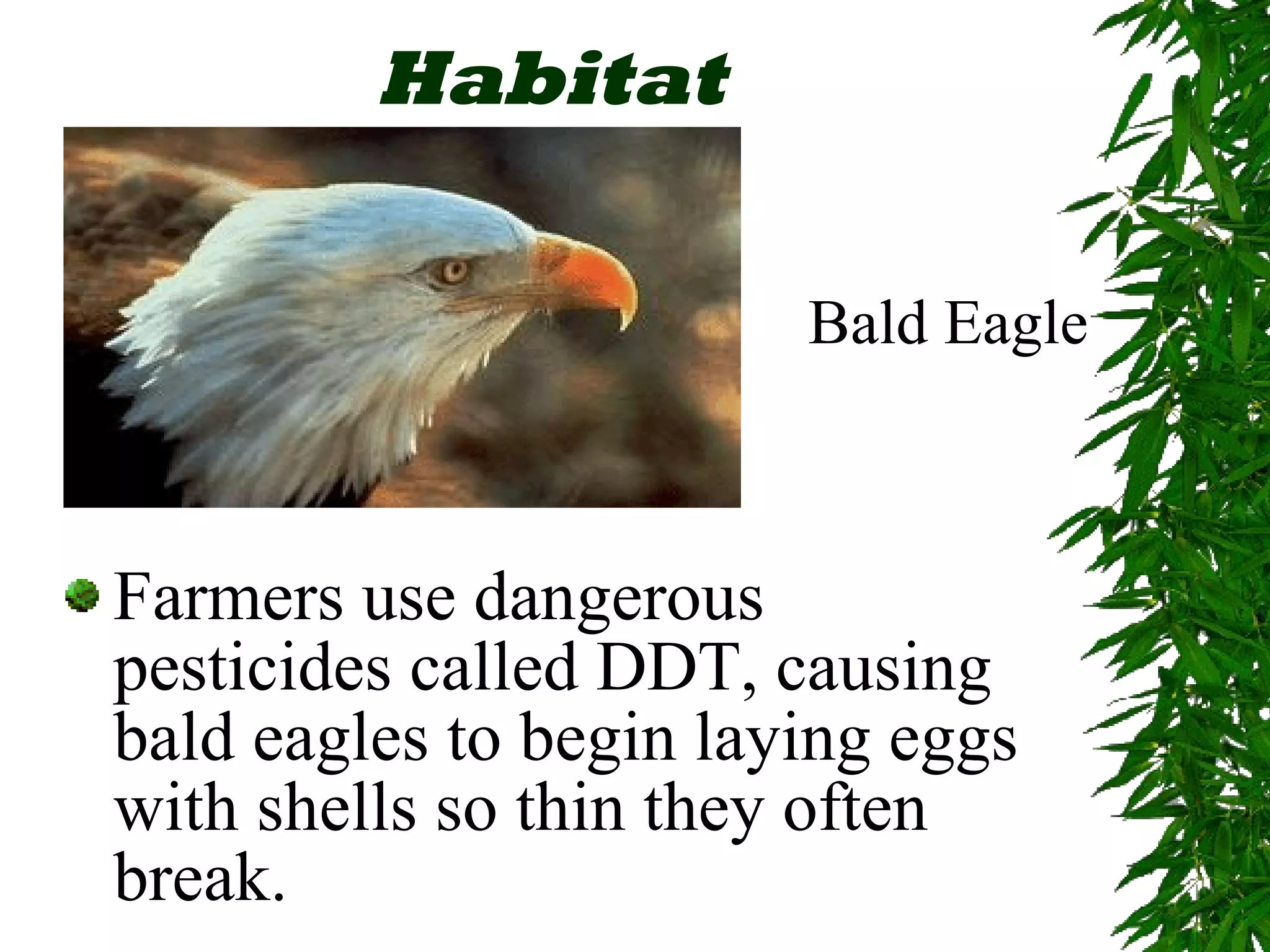 Endangered Species Ppt Ppt Endangered Species Ppt Ppt