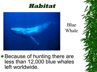 Habitat Because of hunting there are less than 12,000 blue whales left worldwide. Blue Whale 